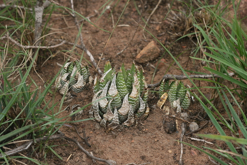 Foto de Zebra
