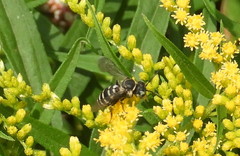 Triepeolus brittaini