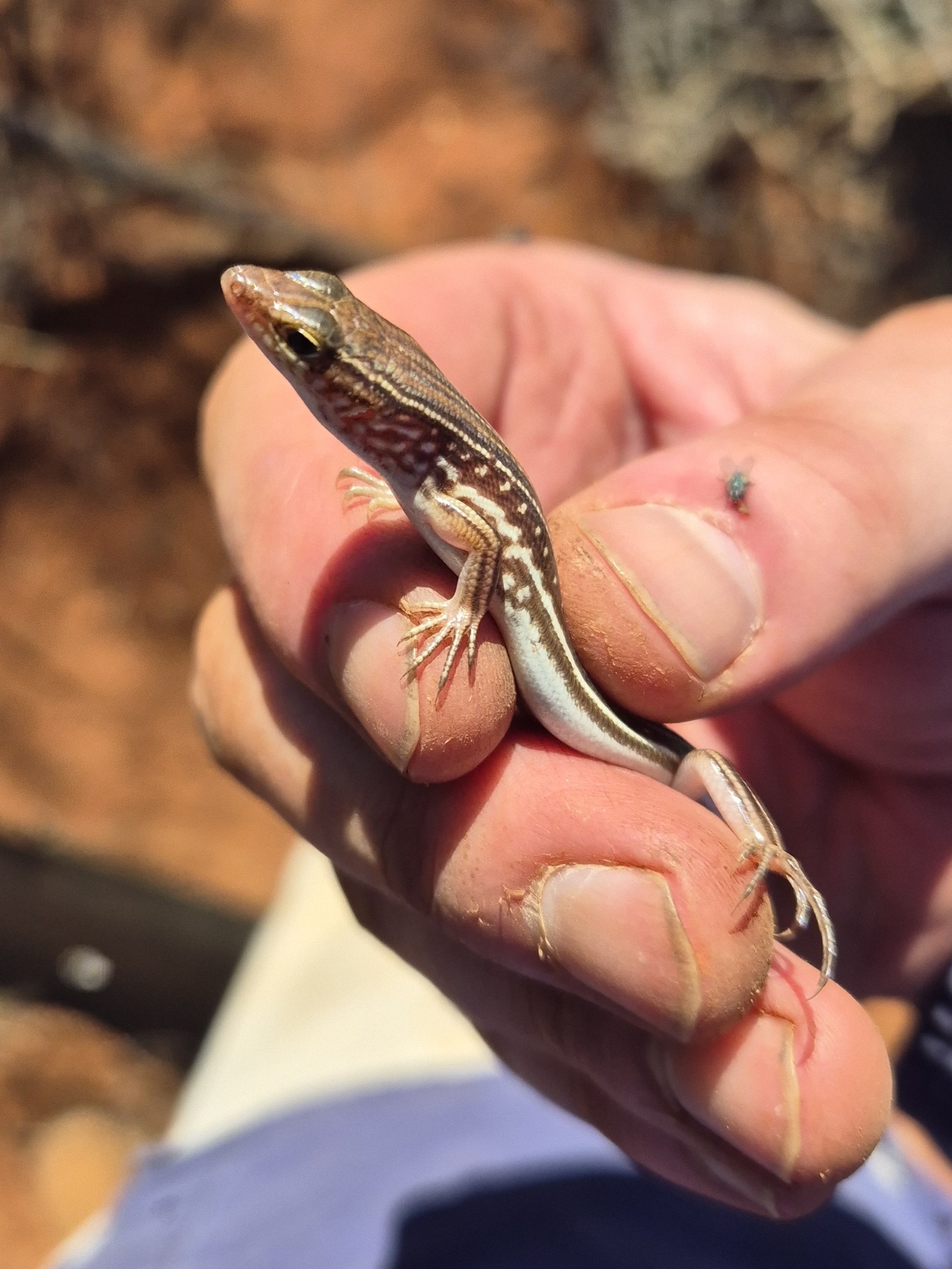 Spotted-Necked Ctenotus photo 3