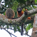Golden-mantle Saddleback Tamarin - Photo (c) Jerry Oldenettel, some rights reserved (CC BY-NC-SA)