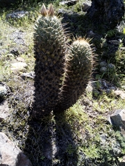 Coryphantha octacantha