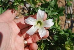 Malva pacifica