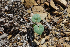 Malva pacifica