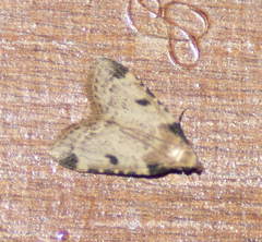 Aglossa costiferalis