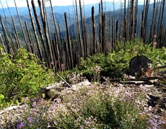 Eucephalus ledophyllus ledophyllus