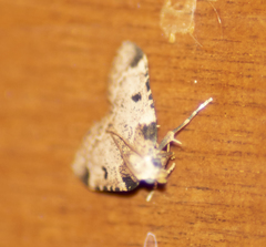 Aglossa costiferalis