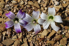 Malva pacifica