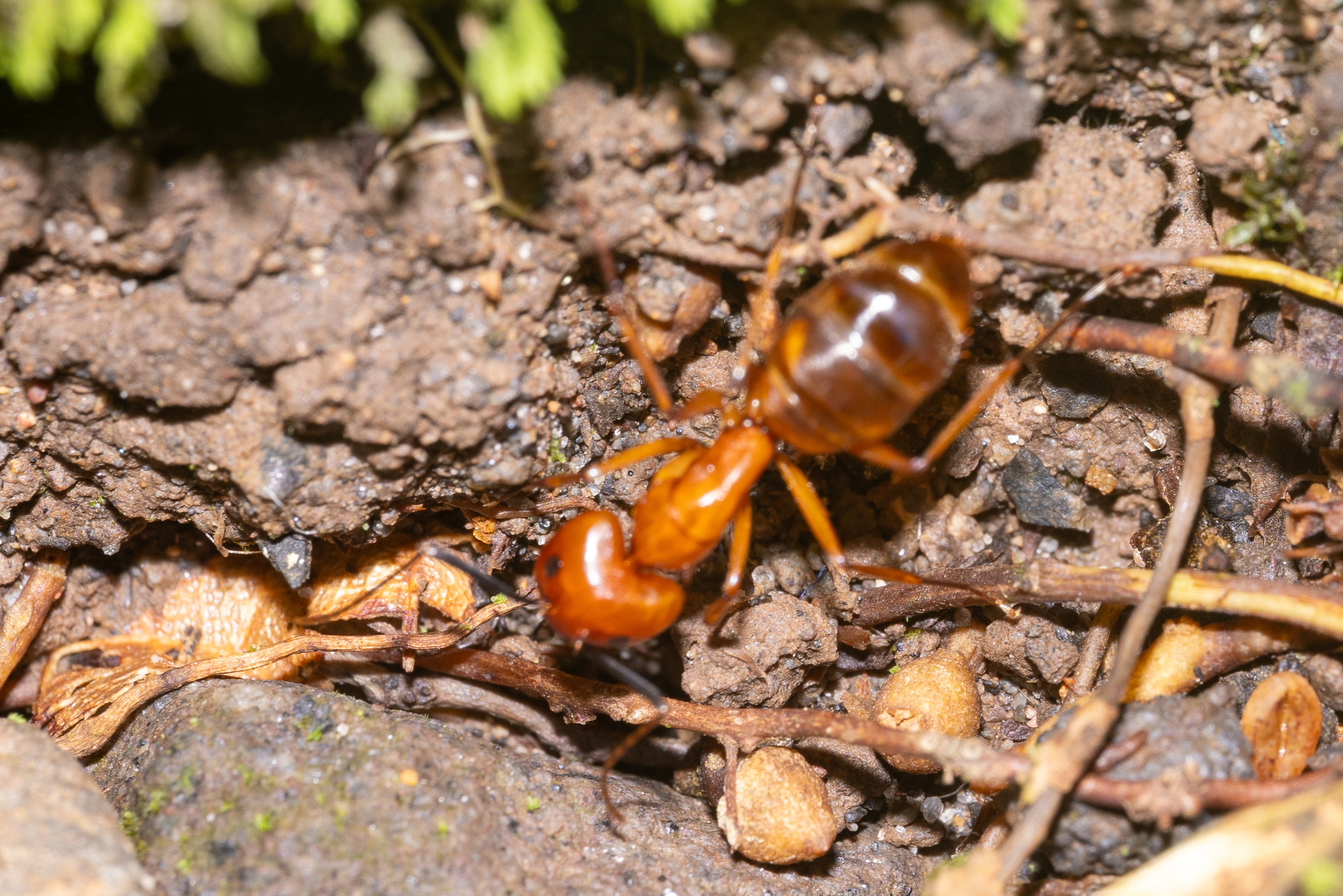 Camponotus conspicuus