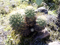 Coryphantha octacantha