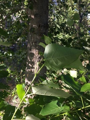 Populus fremontii