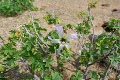 Malva pacifica