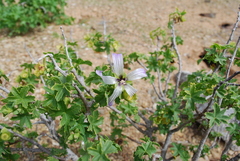 Malva pacifica