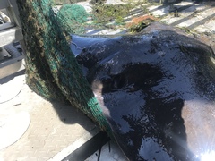 Bathytoshia centroura