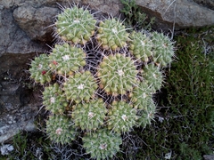 Mammillaria compressa