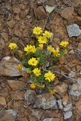 Deinandra streetsii