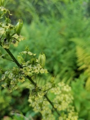 Veratrum hybridum