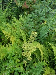 Veratrum hybridum