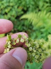 Veratrum hybridum