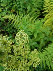 Veratrum hybridum