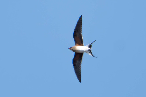 Canastera común (Glareola pratincola)