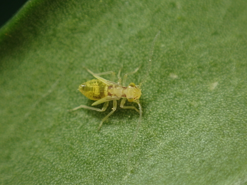 Chilenocaecilius ornatipennis