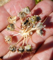 Allium validum