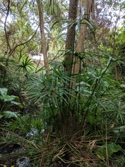 Cyperus alterniflorus