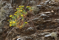 Deinandra streetsii