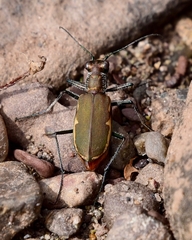 Cicindela marginipennis
