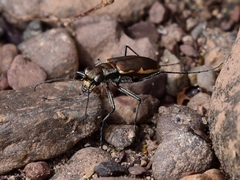 Cicindela marginipennis