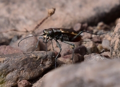 Cicindela marginipennis