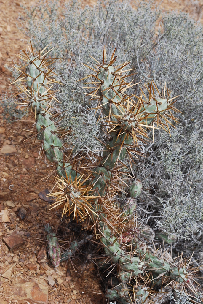 Cylindropuntia cedrosensis