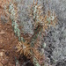 Cylindropuntia cedrosensis - Photo (c) Vince Scheidt, vissa rättigheter förbehållna (CC BY-NC), uppladdad av Vince Scheidt