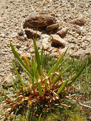 Dodecatheon