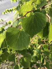 Tilia