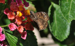Erynnis horatius