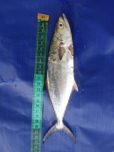 West African Spanish mackerel (Scomberomorus tritor) — Scombridae