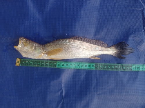 Langnek-ombervis (Pseudotolithus typus) — Sciaenidae