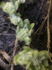 Psilocarphus brevissimus