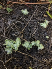 Psilocarphus brevissimus