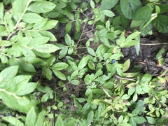 Vaccinium myrtilloides image