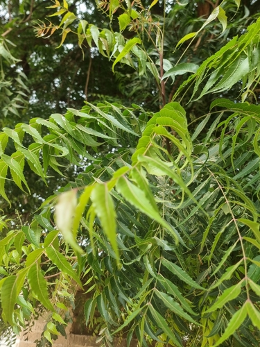 Neem