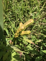 Iris domestica