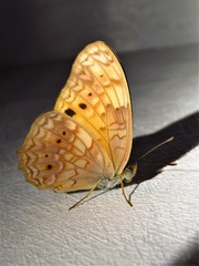 Phalanta eurytis eurytis