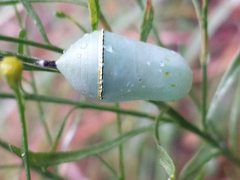 Danaus gilippus