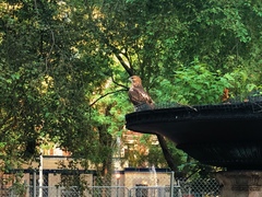 Buteo jamaicensis
