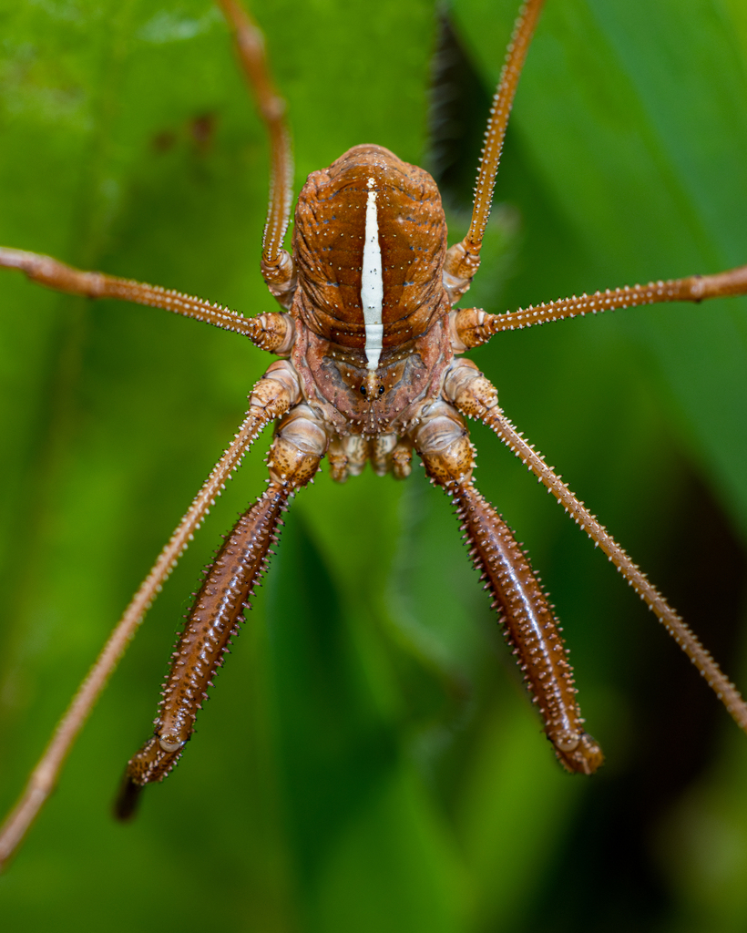 Metaphalangium cirtanum