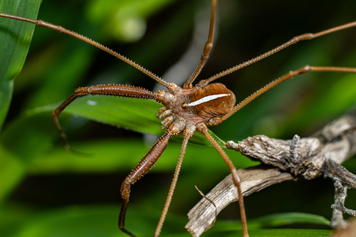 Metaphalangium cirtanum