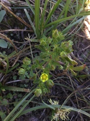 Potentilla biennis
