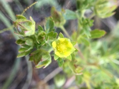 Potentilla biennis